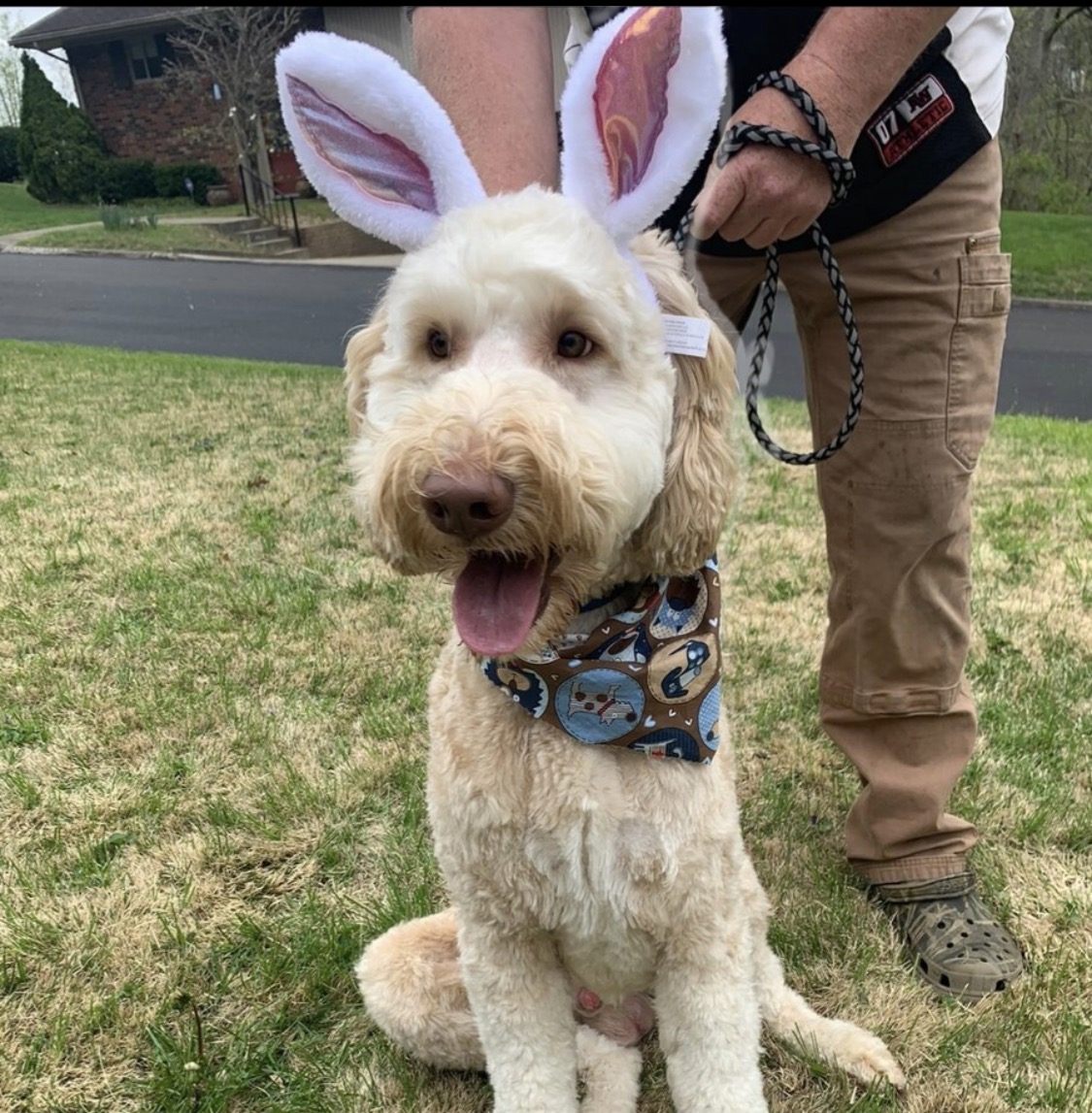 Copper sitting outside in bunny ears and a bandana.