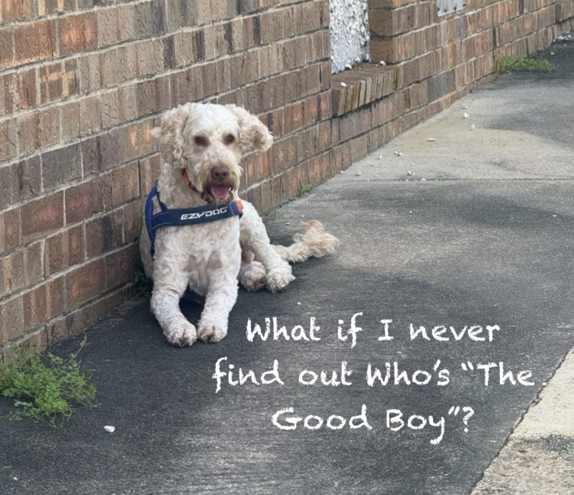 Copper resting by a brick wall with text on the image that reads, 'What if I never find out who's The Good Boy?'