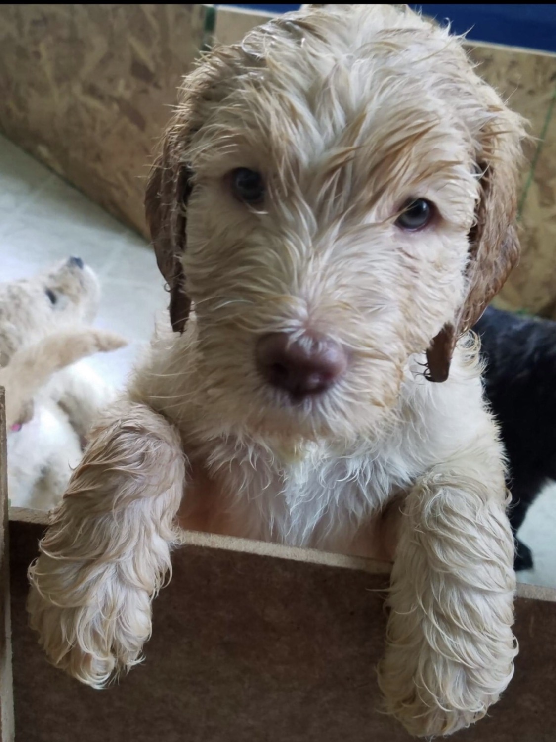 Copper as a puppy peeking over a wooden pen.