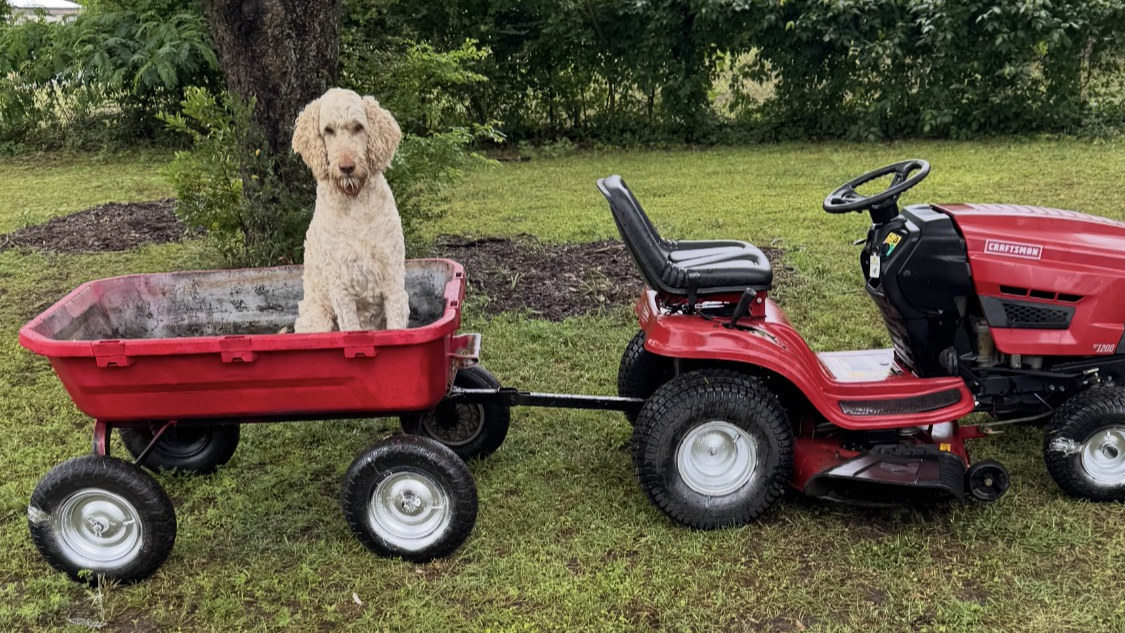 Copper sitting in a red wagon hitched behind a lawn tractor.