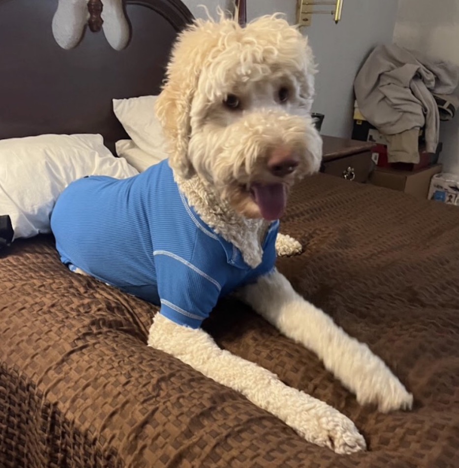 Copper lying on a bed in a blue shirt.