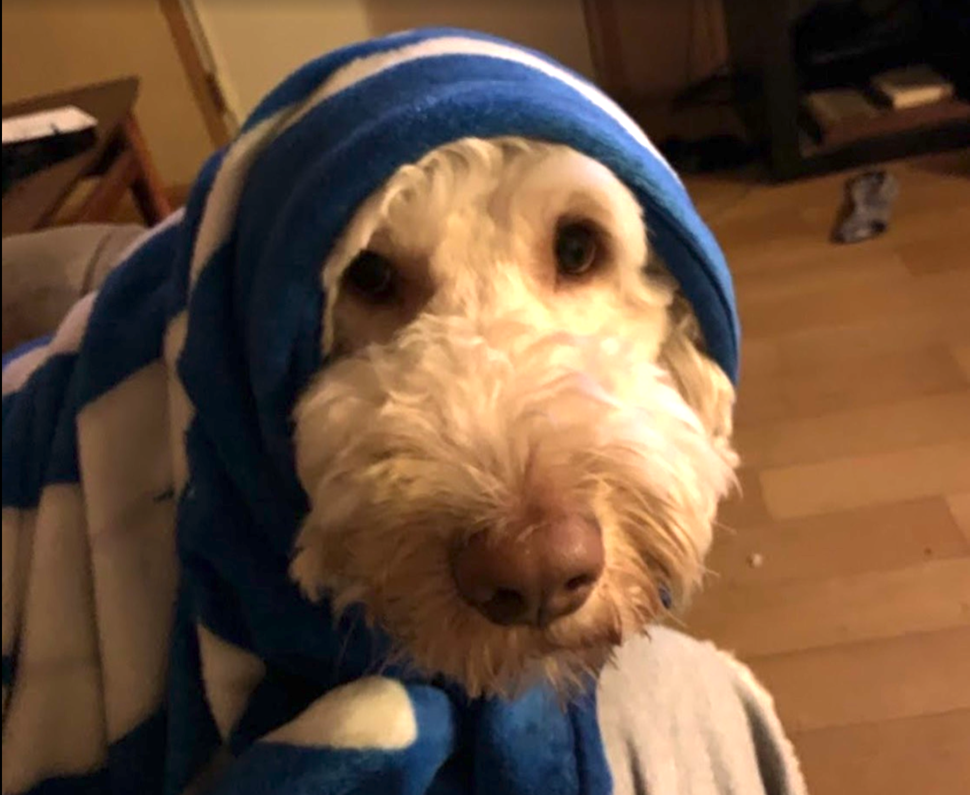 Copper wrapped in a blue blanket and looking into the camera.